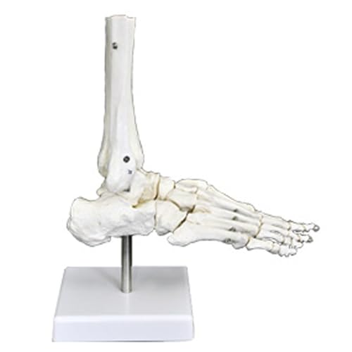 Image of Anatomical Joint Models Set, 6 Pieces Human Skeleton Display with Hand, Foot, Shoulder, Elbow, Hip, Knee, Medical Teaching Display (Foot Joint)