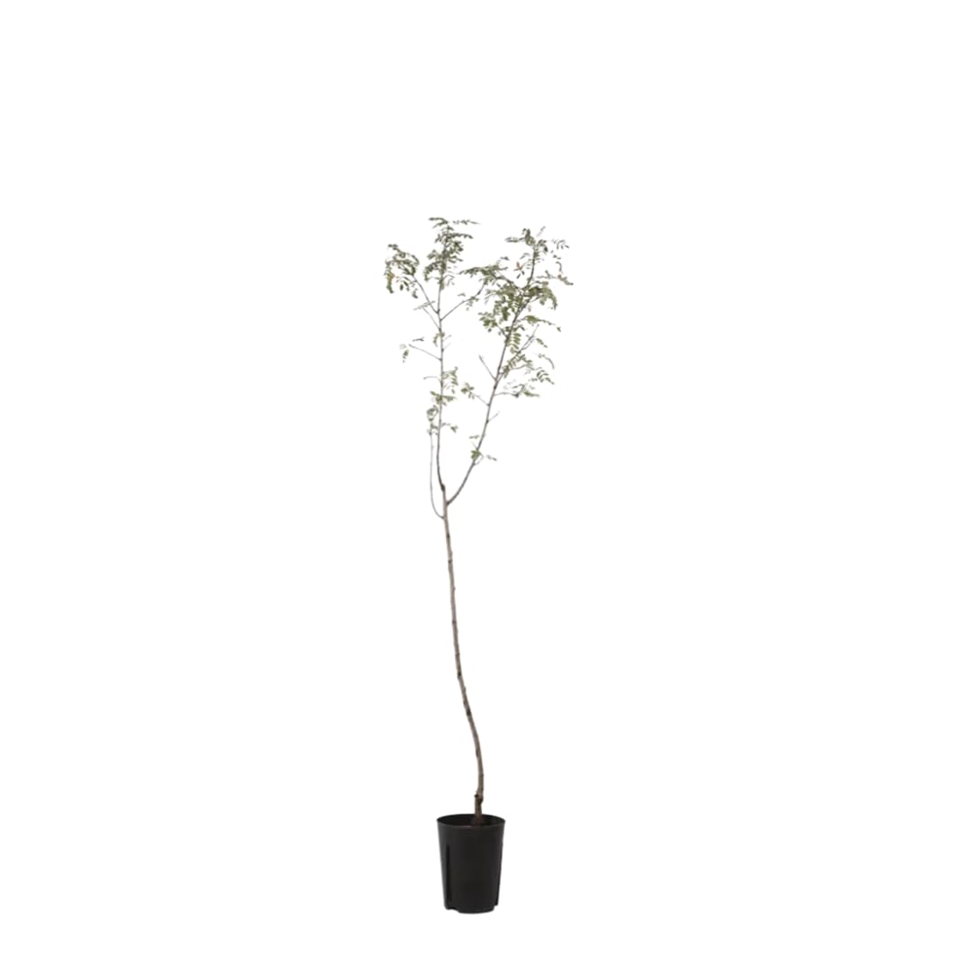 Vivaio Garden Forest, Sorbo domestico (Sorbus domestica) - Albero caducifoglio rustico e longevo, Da frutto e ornamentale, Resistente a freddo e siccità, Per giardino e campagna
