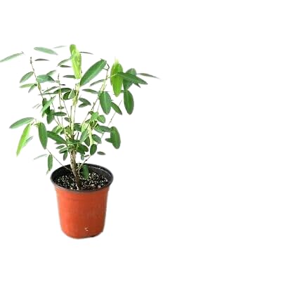 APOSOLUARD Dancing Plant Telegraph Plant Semaphore Plant Nageswar Ban chandal Dudli Codariocalyx motorius Healthy Live Plant (B0D78LTYWV) Amazon Price History, Amazon Price Tracker