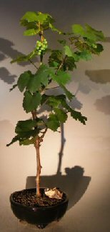 Can you make a bonsai out of a grape plant