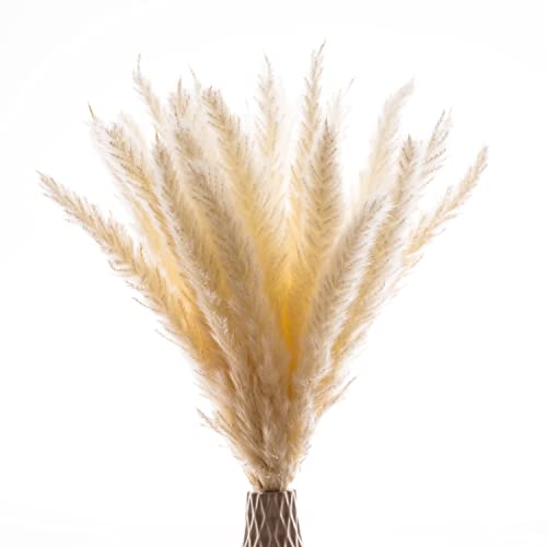 POZY® Pampasgras getrocknet mit schützender Box [ca. 30 Stück] Moderne Wanddeko für das Wohnzimmer & Balkon - natürliche Boho deko aus Trockenblumen für die perfekte Hochzeit - besonders fluffig Cover