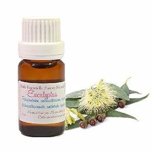 Huile Essentielle H.E.B.B.D. d' Eucalyptus Citronné (Eucalyptus citriodora) (10ml) Cover