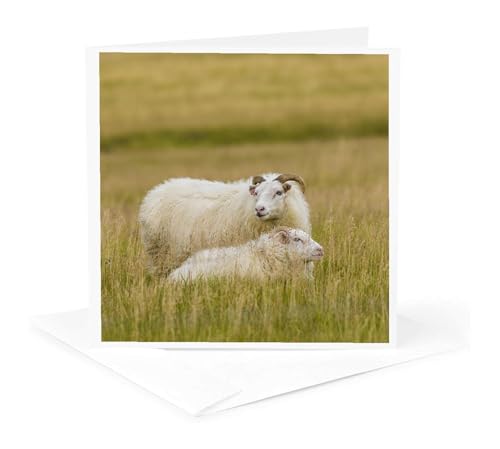 3dRose Iceland. View of Icelandic sheep. 1 Greeting Card with envelope