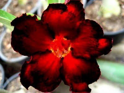 Wüstenrose, Adenium obesum,Blacksplash' - schön und exotisch