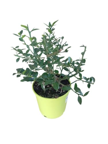 Árbol de Caviar Cítrico Natural – Ideal para Huertos y para Cultivar en Maceta