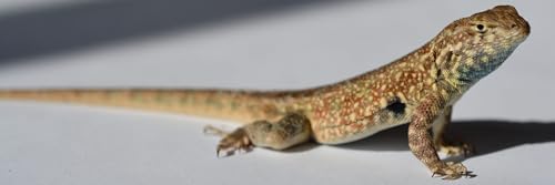 Rock, paper, lizards