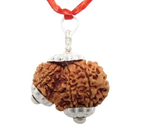 Astro Cart Garbh Gauri Rudraksha Original Certified Nepali 11 मुखी गर्भ गौरी रुद्राक्ष Gori Ganesh Rudraksha Beads गौरी गणेश रुद्राक्ष Brown Garv Gori Rudraksha For Mantras Chanting-image-42