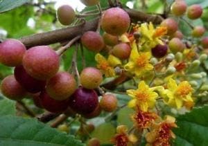 Hari Giver Garden Exotic Thai Dwarf Phalsa Falsa Grewia Asiatica Very Sweet Fruit Live PlantWith Pot
