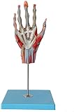 Pädagogisches Modell Handpalme Anatomisches Modell Mit Neurovaskulärer Und Menschlicher Muskellehre