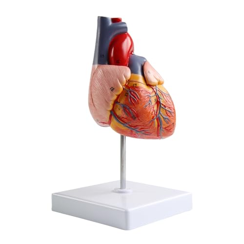 Image of Life Size Anatomical Heart Model 34 Anatomically Structures PVC Material
