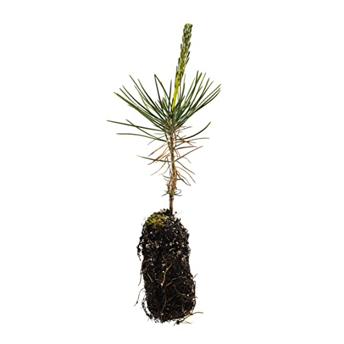 Japanese Black Pine | Medium Tree Seedling | The Jonsteen Company
