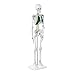 Produktbild Physa Mini Skelett Anatomie Modell PHY-SK-5 (PVC, Höhe: 85 cm, 3-teiliger Schädel, Standfuß, Knorpel grün koloriert)