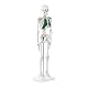 Anatomie Skelett Physa Mini Skelett Modell für Lehrzwecke
