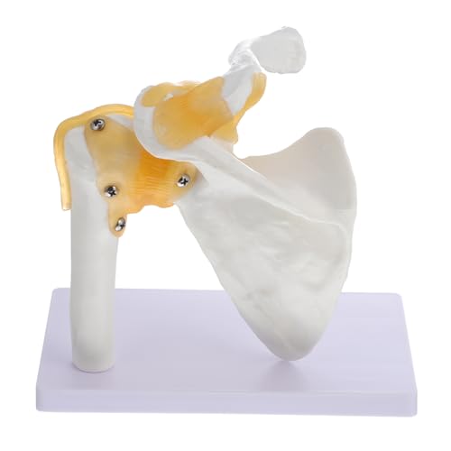 Modèle d'épaule en PVC avec ligament pour comprendre l'articulation