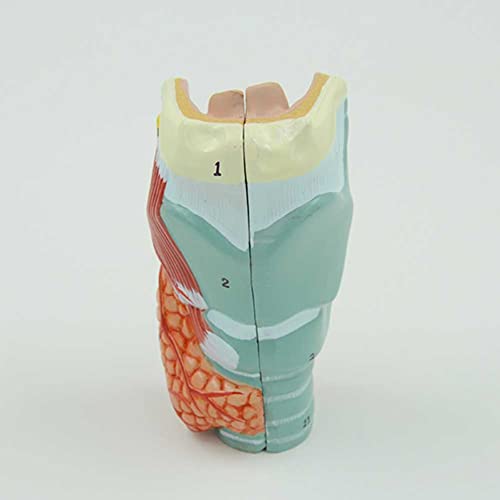 Larynx AMITD réplique anatomique exacte avec textures et couleurs réelles - 5