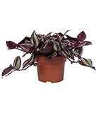 Tradescantia Zebrina Planta Tapizante Ideal para Jardines o Terrazas