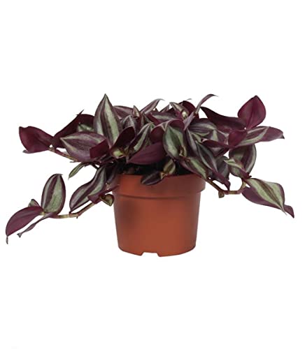 Tradescantia Zebrina Planta Tapizante Ideal para Jardines o Terrazas