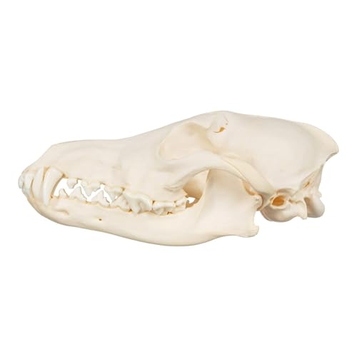 Skulls Unlimited Real Coyote Skull – Model Animals Specimen for Science Education A Quality