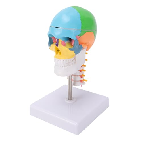 Modèle d'enseignement du crâne humain avec colonne cervicale 1/2