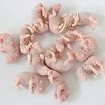 Amazon.co.jp: 冷凍マウス S