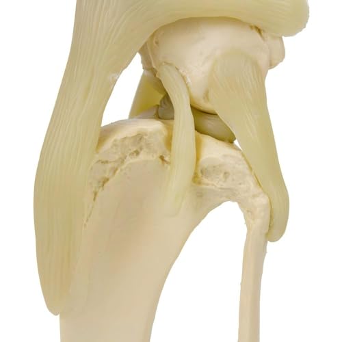 Image of Canine Knee Model, Dog Skeleton Canine Model, Knee /Elbow /Hip Joint Replica for Veterinary Office Educational Tool Anatomy (Canine Knee)