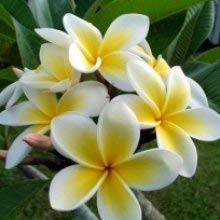 UGANIO PLANT Live Champa Yellow Flower Plant With Pot (B08GZ61P6N) Amazon Price History, Amazon Price Tracker