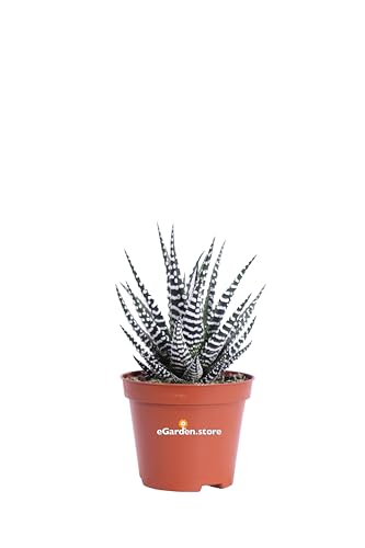 Pianta di Haworthia Fasciata pianta da interno pianta grassa pianta