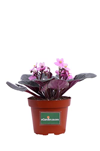 Pianta di Violetta Africana Pianta di Saintpaulia pianta da interno fiorita pianta da fiore pianta ornamentale di Violetta pianta vera venduta da eGarden.store (Rosa)