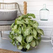 ARROWHEAD PLANT (B0CDM8YVMX) Amazon Price History, Amazon Price Tracker