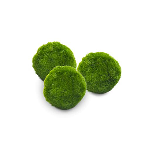 Marimo Set sfuso diametro 2-3 cm - Originale e Certificato - Solo Marimo (3)