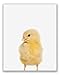 Baby Farm Animals Poster Prints - Set of 6 (8x10) Adorable Furry Barn Portraits Wall Art Nursery Decor - Calf (Cow) - Chick (Chicken) - Donkey - Foal (Horse) - Duckling (Duck) - Piglet (Pig)