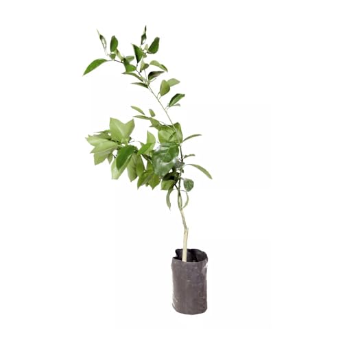 AMK Jardinagem e Paisagismo, Muda de Tangerina King 50 a 80cm AMK - Plantas Online
