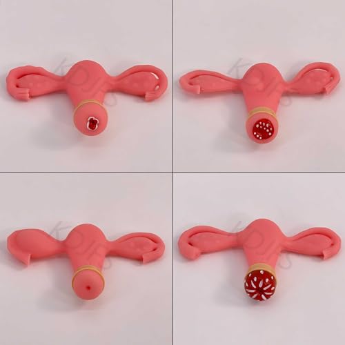 Modèle d'utérus interchangeable AMITD idéal pour les cours de médecine - 7