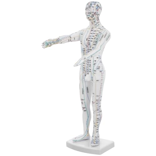 Modèle d'acupuncture homme idéal pour vos démonstrations en cabinet