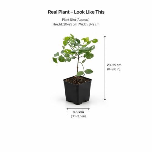 Image of Live Flame Vine Orange Trumpet Flower Plant with Pot | Pyrostegia Venusta Bignonia Climbing Creeper | Fast Growing Flowering Vine for Home Garden Balcony Terrace Wall Fence Decor | Pack of 1