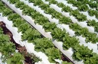 o[X}`  0.023mm×135cm×200m 3{Zbg C^j