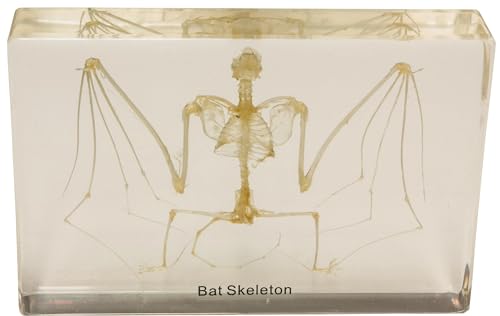 Real Bat Skeleton in Acrylic Block