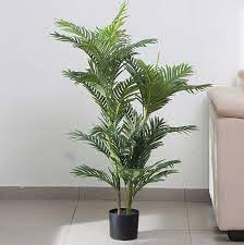 Air purifier plants outdoor oxygen Natural Live A Big Size "Areca Palm" Tree (Pack of 2 With pot) || For Home Garden Tree Outdoor indoor plant-picture-36