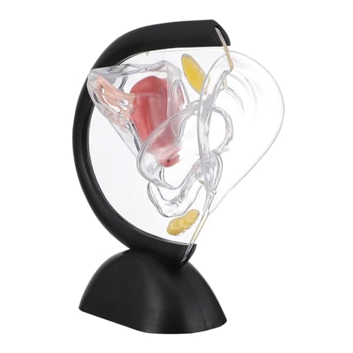 POPETPOP Modelo Educativo de Anatomía Reproductiva para Estudiantes y Pacientes Material PVC Ligero y Portátil