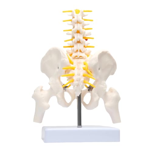 Image of Lumbar Column Spinal Model 8.6 inch Sacrum and Spinal Nerves Anatomy Skeleton Model with Pelvis for Medical Student Learning, Research, Teaching Demonstration | Anatomy Skeleton Model, With Pelvis, For Medical Student Learning, Research, Teaching Demonstration