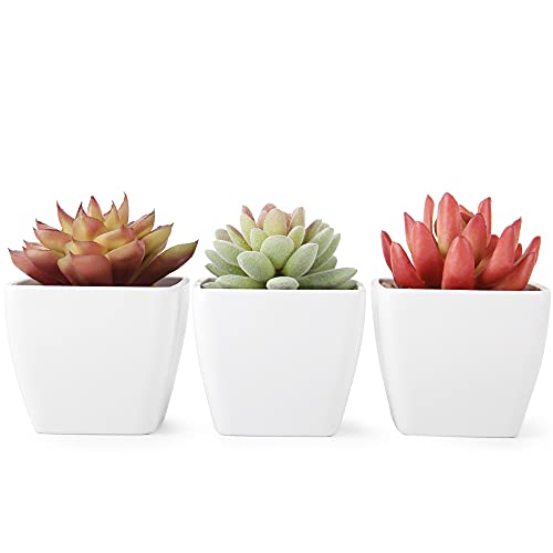 Belk Piante Finte, 3 Pezzi Piante Grasse Finte con...