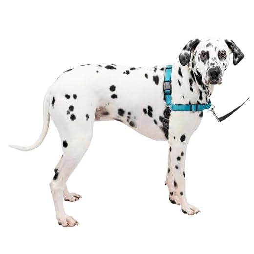 Petsafe Deluxe Sele/Koppel, Havsblå, 1,8 m
