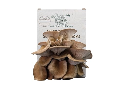 Merit Mushrooms - Large Black Pearl Oyster Mushroom Growing Kit | Ready-to-Grow | Cut and Spray | Mushrooms in as Little as 2 Weeks | Grow Your Own Mushrooms