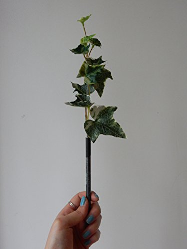 bonboog - ボタニカルぺン 草シリーズ 5本セット bonboog - ボタニカルぺン 草シリーズ 5本セットの通販 by **shu