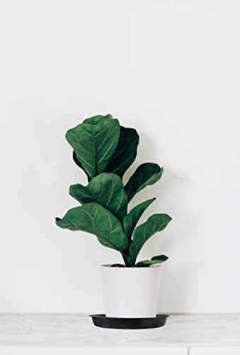 Kunjocy Pack of 5 Black Plant Pot Saucers 16 CM Round Plant Pots Trays Plant Plastic Plate Pot Tray for Garden Indoor Outdoor(Black, 16 cm)