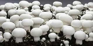 White button Mushroom Spawn - (Pack of 200 Gm), High Yield Oyster Mushroom Seeds,White Micelium Grain Based Seeds for Mushroom Cultivation and Growing (B0DGGYPB7W) Amazon Price History, Amazon Price Tracker