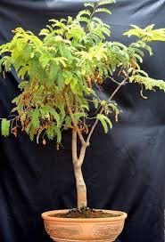 Cloud Farm Live Tamarind Thai Sweet Variety Imli Fruit Grafted Live Plant (1-1.5 Ft Size) Pack of 1 Healhy Plant CF_18 (B0BR3MGQ5Z) Amazon Price History, Amazon Price Tracker