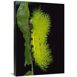 20 x 30 in. Cup Moth Caterpillar Has Poisonous Spines for Protection, Barro Colorado Island, Panama Art Print - Christian Ziegler
