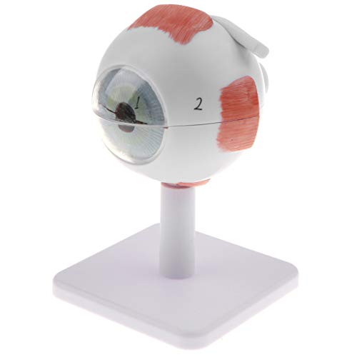 Kit de modelo anatômico de bola para olhos humanos menolana / Suprimentos de ampliação 3X