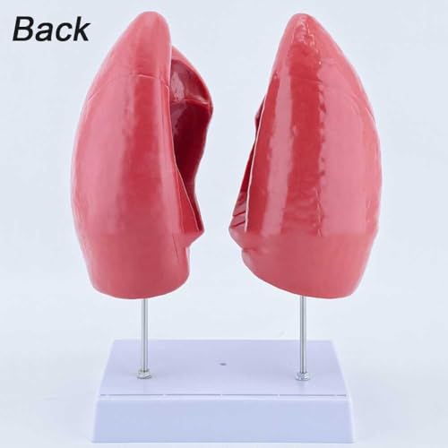 Modèle de poumon anatomique 4 pièces AMITD éducatif - 6